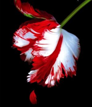 New Moon by Stephenie Meyer – A Haunting Tale of Love, Loss, and the Supernatural | Atom Books